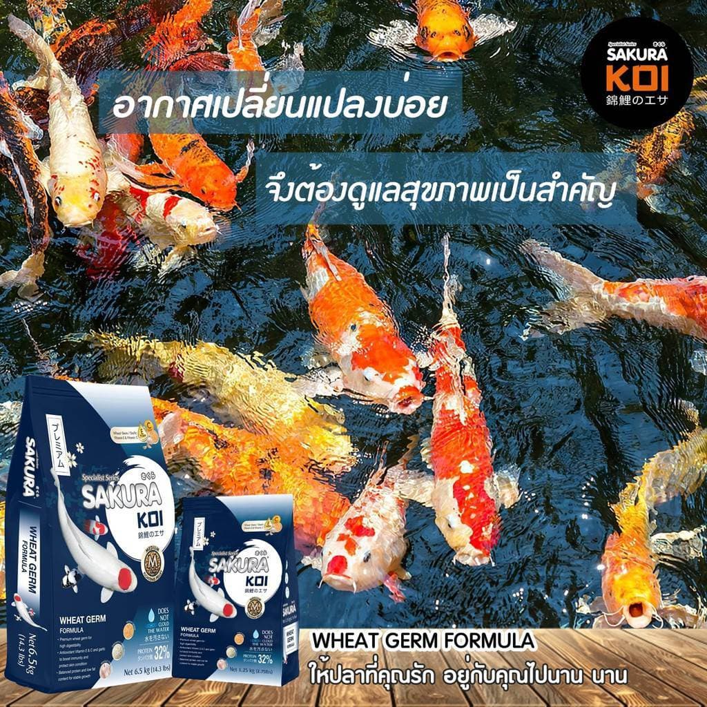 โปร +1กก.ในถุง หรือ แถมถุงเล็ก Sakura Koi อาหารปลาคาร์ฟ สูตร 2in1 เร่งโต+เร่งสี ขนาดถุง 6.5 kg. รูปที่ 5