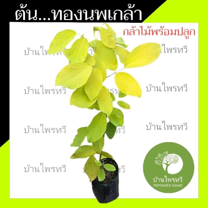 ต้นทองนพเกล้า หรือ ต้นชะแนบทอง ไม้มงคล ทองนพเกล้า ต้นไม้ใบสวย สีเหลือง รูปที่ 1