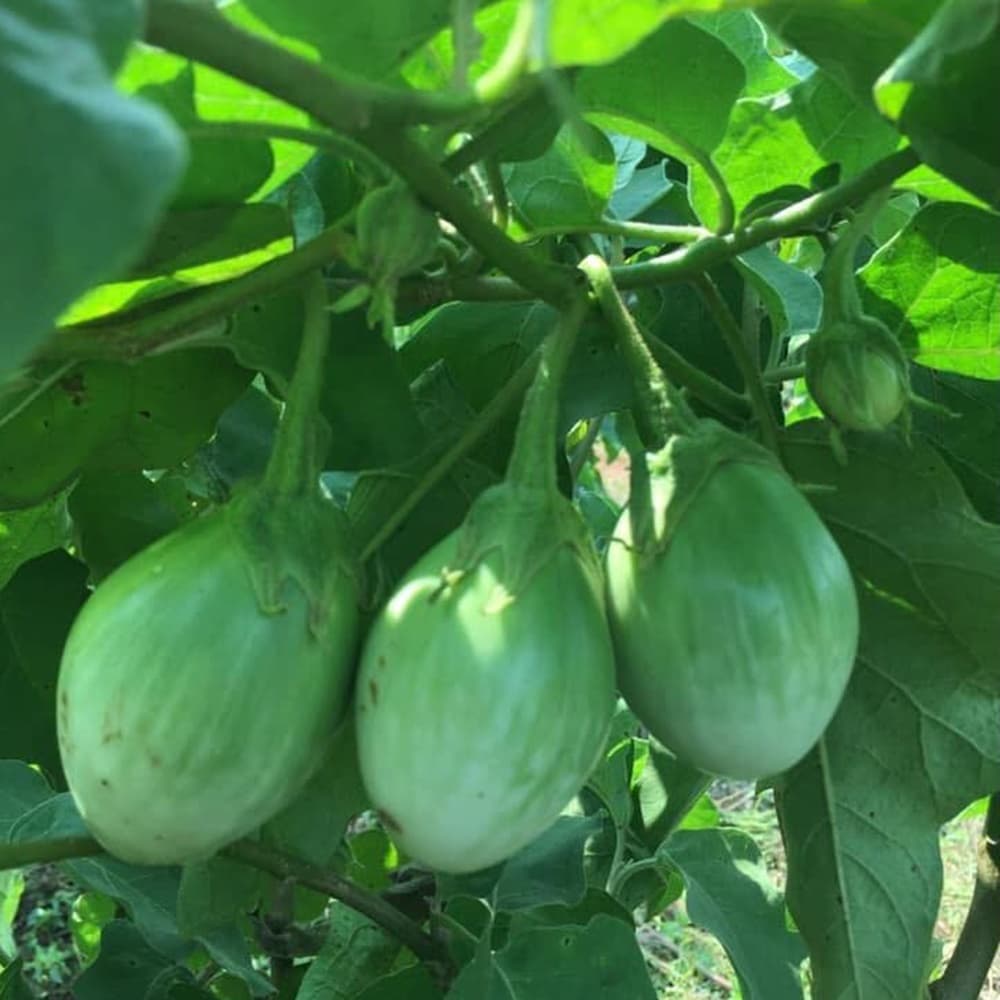 เมล็ดมะเขือเปราะน้ำทิพย์หยด Roung Eggplant เมล็ดมะเขือเปราะ เมล็ดพันธุ์มะเขือเปราะ มะเขือเปราะ เมล็ดมะเขือหยดน้ำ ตราภูเข รูปที่ 5