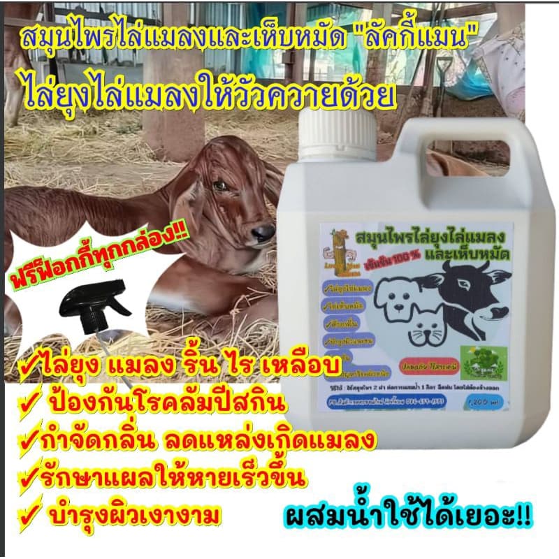 แกลลอน 1,200 ml.สมุนไพรไล่ยุงไล่แมลงและเห็บหมัด "ลัคกี้แมน" ไล่ยุง ไล่แมลง ไล่เห็บหมัด ดับกลิ่น รูปที่ 5