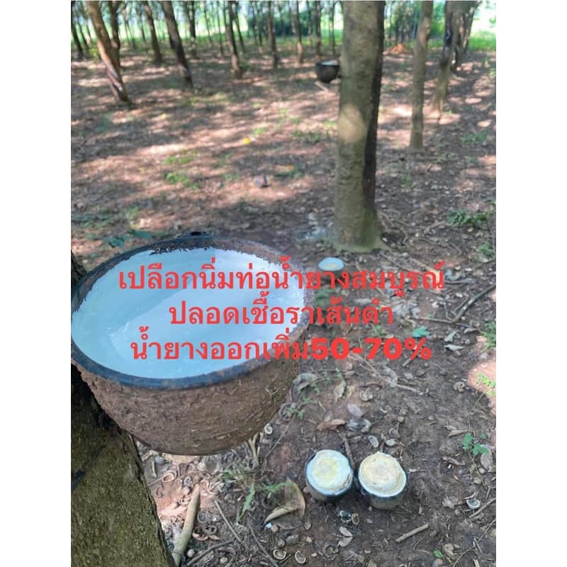 กรีนเพาเวอร์พลัส 1 ขวด รูปที่ 5
