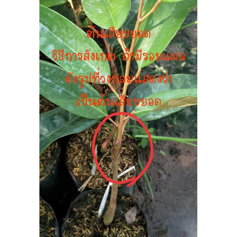 ต้นทุเรียนหมอ​นทองเสียบยอดความสูง​ประมาณ​40-50​ซม​ รูปที่ 3