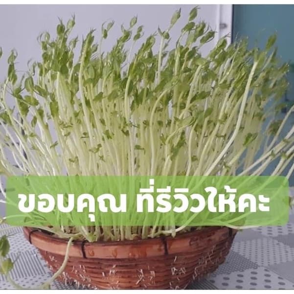 เมล็ดโต้วเหมียวสำหรับเพาะกินต้นอ่อนสายพันธุ์เบเบิ้ล เมล็ดผักไมโครกรีน #microgreen #ไมโครกรีน มี3ขนาด100,500,1,000 กรัม รูปที่ 7