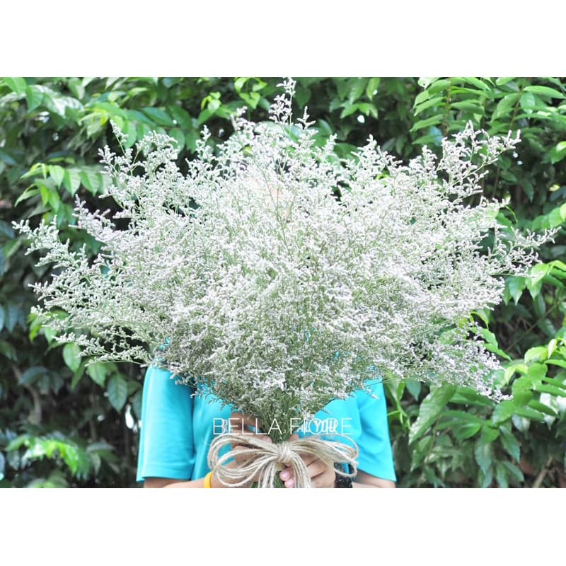 ดอกไม้แห้ง ดอก แคสเปีย กำละ 55 บาท ราคาพิเศษ จาก กทม เลยจ้า รูปที่ 5