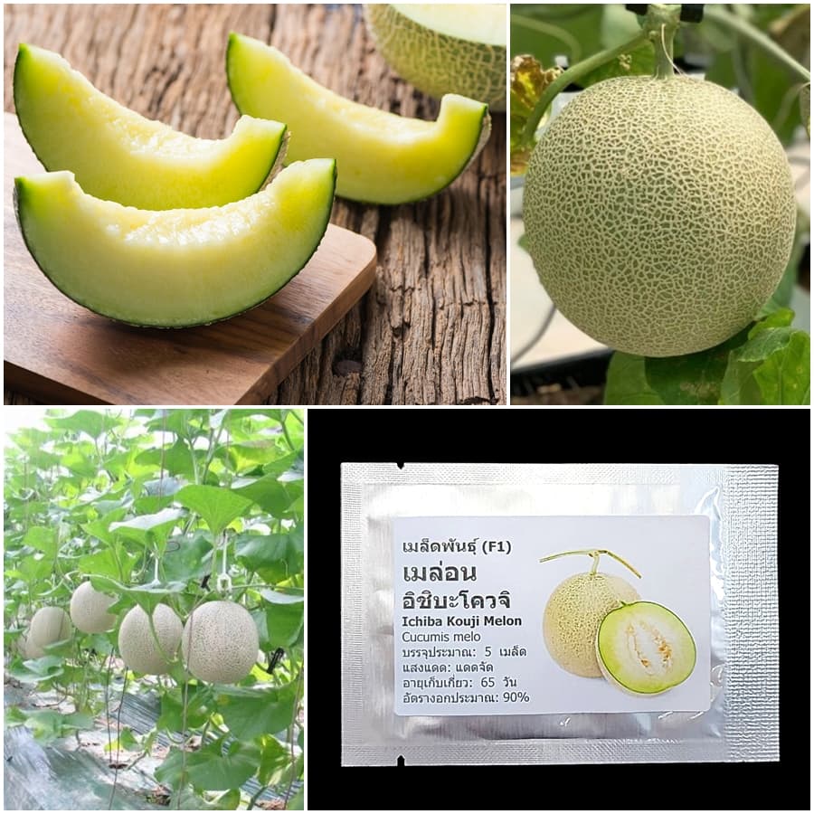 เมล็ดพันธุ์ เมล่อน อิชิบะโควจิ Ichiba Kouji F1 Melon Seed 5 เมล็ด คุณภาพดี รูปที่ 1