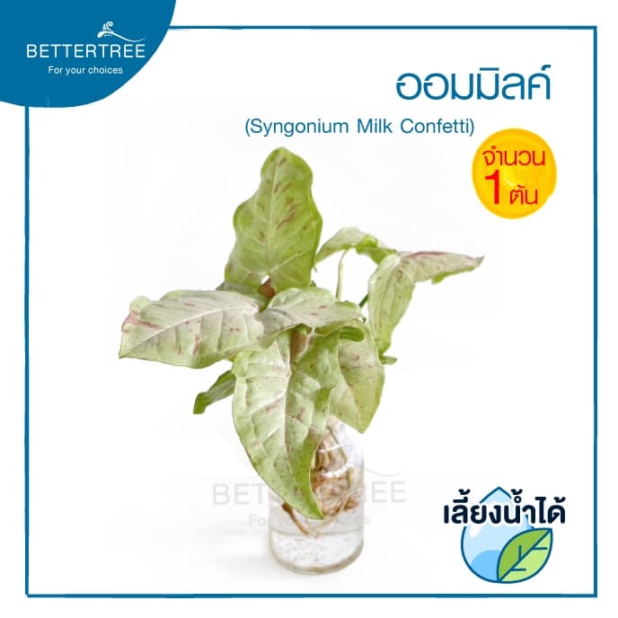 ออมมิลค์ Syngonium Milk Confetti สามารถเลี้ยงน้ำได้ไม้ฟอกอากาศ รูปที่ 3