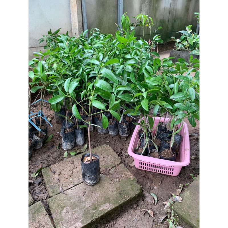 #ต้นมะยงชิดพันธุ์ทูลเกล้า ) ต้นละ 59 บาท 2-3 ปีติดผล ต้นพันธุ์แท้จากนครนายก รูปที่ 8
