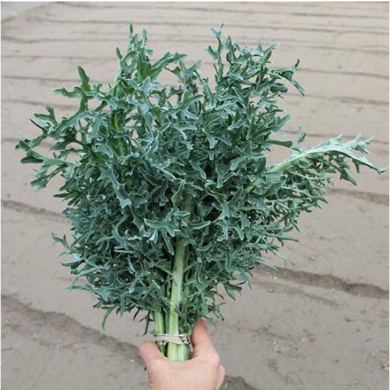 เมล็ดพันธุ์ ผักเคล Kale Seed หรือ ผักคะน้า ใบหยัก เคล / Siberian Kale ไซบีเรียน / แดงรัสเซีย Red Russian / เคลไซบีเรียน รูปที่ 9