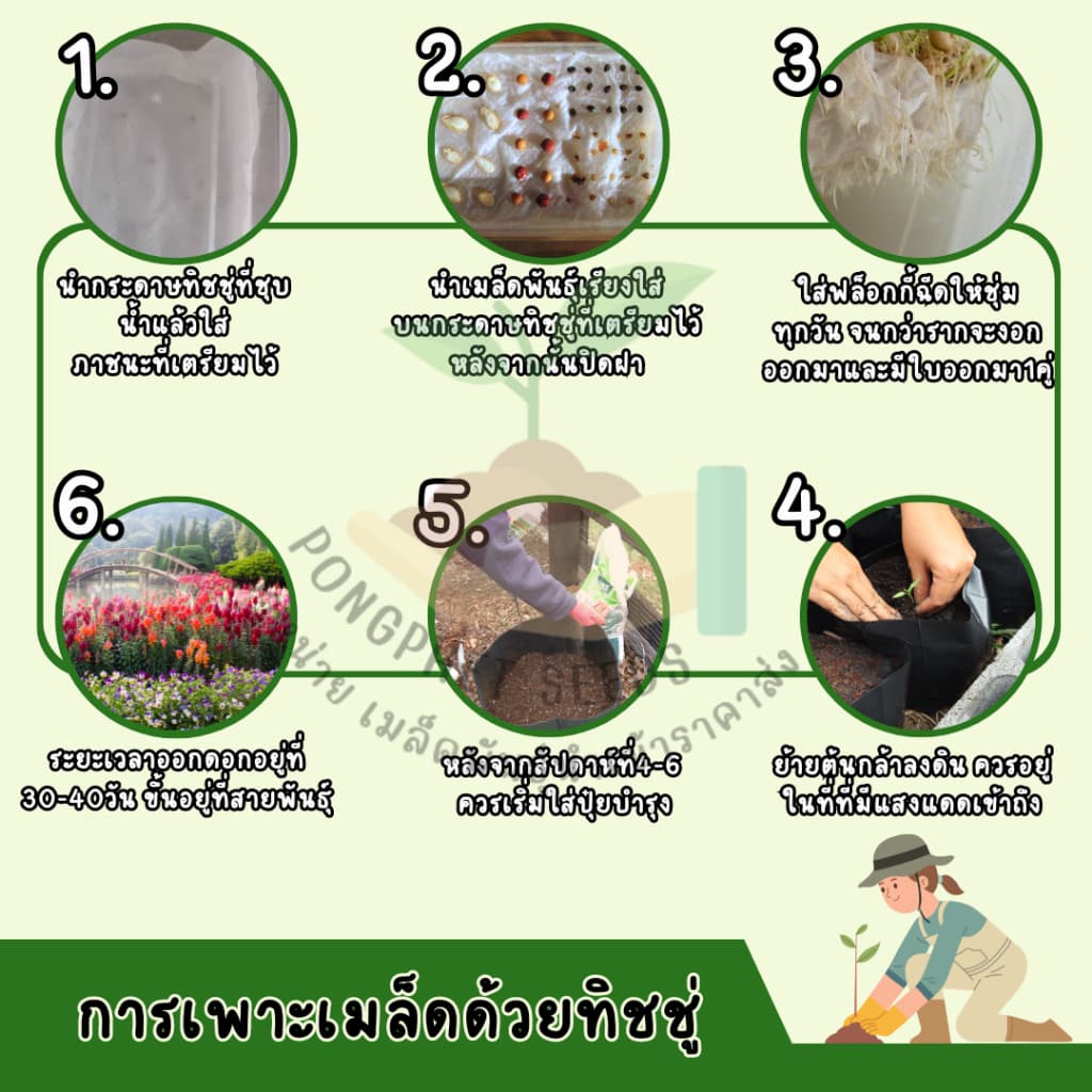 9บาท พริกชี้ฟ้า 300 เมล็ด รูปที่ 5