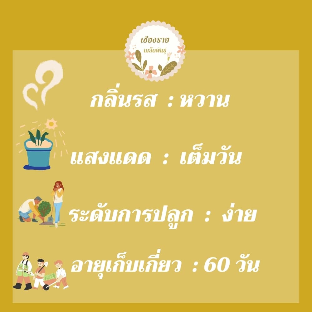 เมล็ดพันธุ์ ผักสลัด ใบโอ้ค 150 เมล็ด Oak Leaf Lettuce Seed เมล็ดพันธุ์แท้ 100% นำเข้าจากต่างประเทศ รูปที่ 3