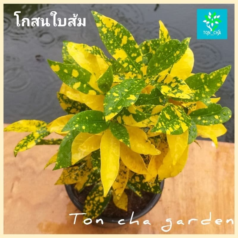 โกสนใบส้ม ไม้มงคล ส่งพร้อมกระถาง 6 นิ้ว รูปที่ 1