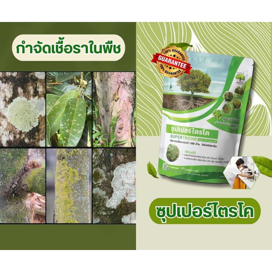 กำจัดเชื้อรา + กำจัดแมลง สาเหตุของการเกิดโรคในพืช ซุปเปอร์ไตรโค+บิว-เมธทมิค ตราเทพมงคล รูปที่ 3