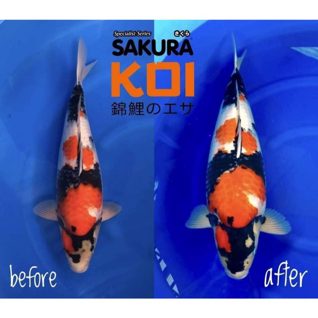 โปร +1กก.ในถุง หรือ แถมถุงเล็ก Sakura Koi อาหารปลาคาร์ฟ สูตร 2in1 เร่งโต+เร่งสี ขนาดถุง 6.5 kg. รูปที่ 6