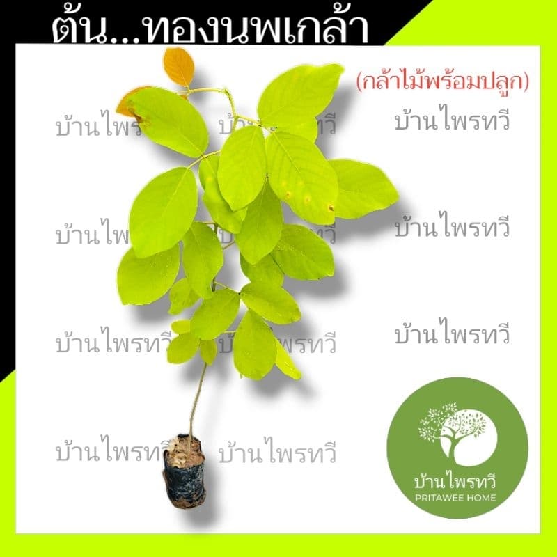 ต้นทองนพเกล้า หรือ ต้นชะแนบทอง ไม้มงคล ทองนพเกล้า ต้นไม้ใบสวย สีเหลือง รูปที่ 4