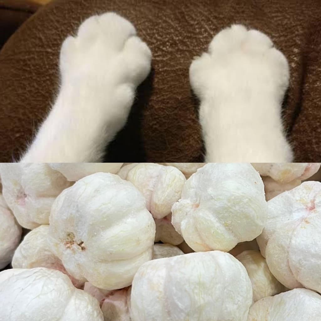 ขายดี มังคุดฟรีซดราย Freeze Dried Mangosteen มังคุดอบกรอบ มังคุด มังคุด 100% เกรดพรีเมี่ยม ผลไม้อบ รูปที่ 7