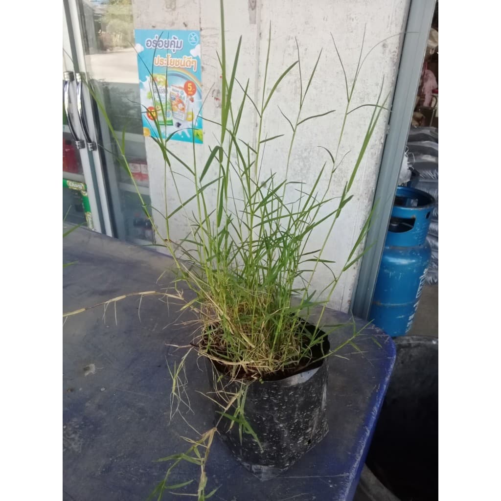 ต้นหญ้าแพรก ถุงดำละ 29 บาท เจริญเติบเติบโตได้ดีในดิน ทุกชนิด ทำพิธี ไหว้ครูได้ รูปที่ 7