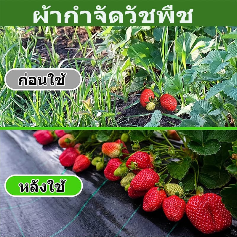 พลาสติกคลุมดิน ผ้าคลุมหญ้า พลาสติกคลุมวัชพืช กำจัดวัชพืช ผ้าคลุมวัชพืช พลาสติกเกรดส่งออก ผสมUV ฆ่าหญ้า เห็นผลไวถายใน รูปที่ 7