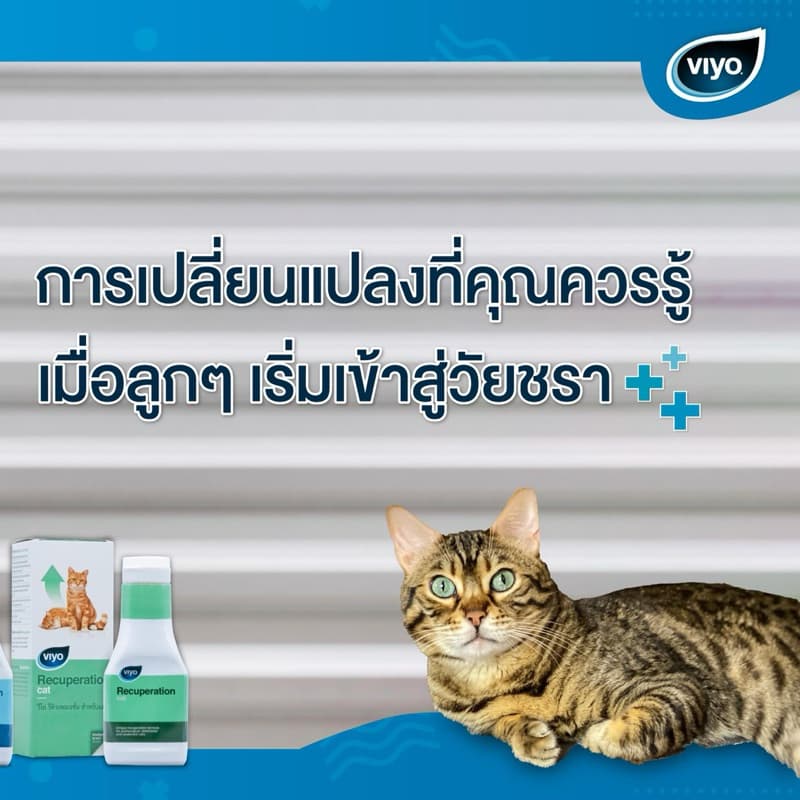 Viyo Recuperation 150 ml. อาหารเสริมสูตรน้ำ ความน่าทานสูง ไม่อยากอาหาร หรืออยากอาหารลดลง รูปที่ 8