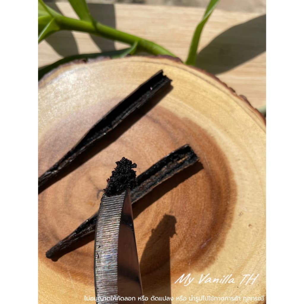 ฝักวานิลลาสายพันธุ์ Planifolia **เกรดA 18-22cm** My Vanilla TH รูปที่ 5
