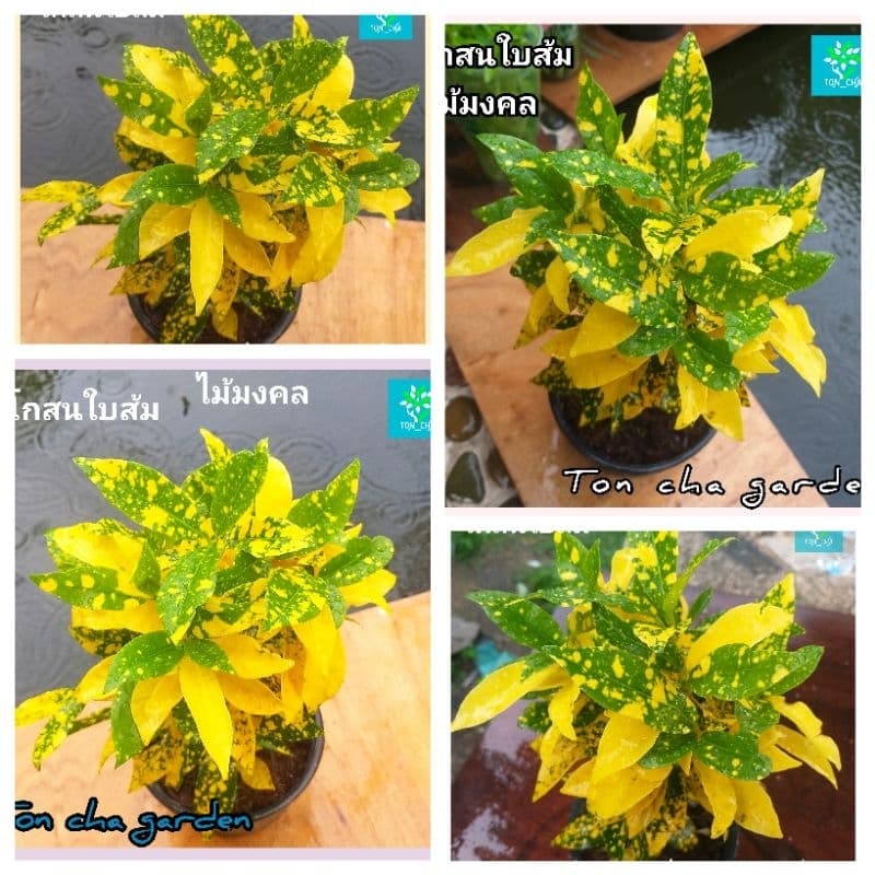 โกสนใบส้ม ไม้มงคล ส่งพร้อมกระถาง 6 นิ้ว รูปที่ 6