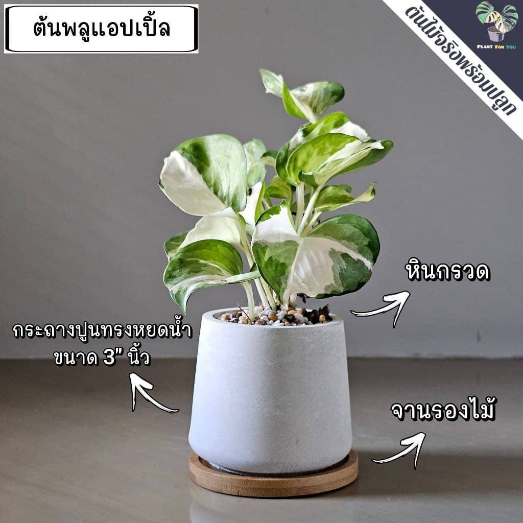 ต้นไม้มงคล/ต้นไม้ฟอกอากาศ พร้อมกระถางปูน3"นิ้ว ครบชุดพรอมปลูก วางโต๊ะทำงาน ประดับบ้าน/คอนโด/ร้าน/café/ออฟฟิศ/สำนักงาน รูปที่ 8