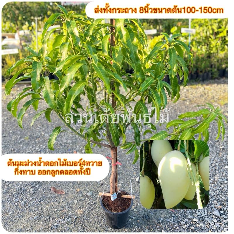 ต้นมะม่วงน้ำดอกไม้เบอร์4ทวาย กระทาง8“กิ่งทาบขนาด100-150cm ออกลูกตลอดทั้งปีรับประกันพันธุ์แท้ รูปที่ 1