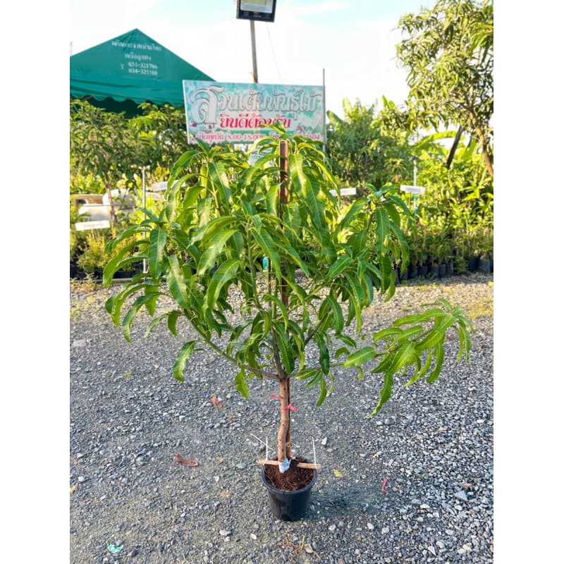 ต้นมะม่วงน้ำดอกไม้เบอร์4ทวาย กระทาง8“กิ่งทาบขนาด100-150cm ออกลูกตลอดทั้งปีรับประกันพันธุ์แท้ รูปที่ 2