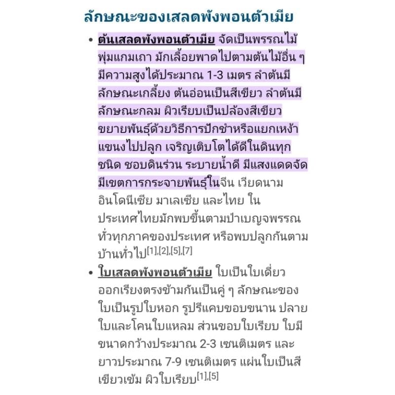 ต้นเสลดพังพอนตัวเมีย พญายอ ต้นไม้สมุนไพรไทย รักษา ผักสวนครัว ตำรับยาไทย จัดสวนแต่งบ้าน ดิน ปุ๋ย เมล็ดพืช กระถาง ต้นกล้า รูปที่ 7