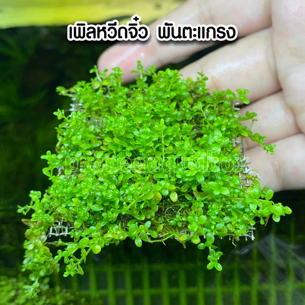 เพิลหวีตจิ๋วพันตะแกรง - Micranthemum monticaro. แบบกระถาง พร้อมปลูก ต้นไม้น้ำ รูปที่ 5