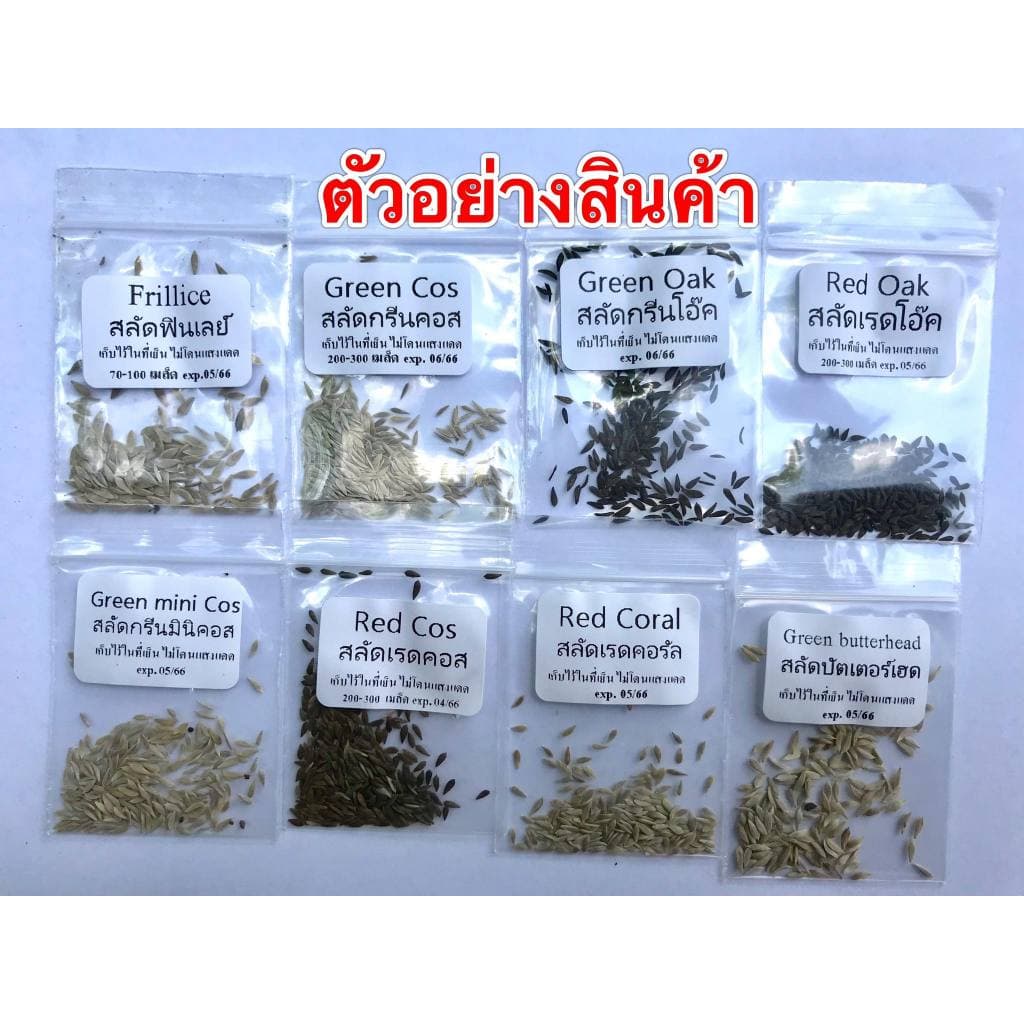 เมล็ดผักอินทรีย์ เมล็ดพันธุ์ผักสลัด เมล็ดผักสลัด 100-200 เมล็ด 10 บาท รูปที่ 8