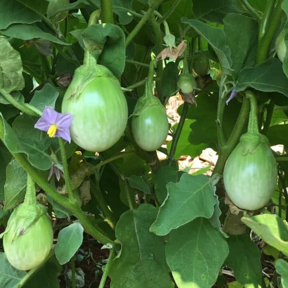 เมล็ดมะเขือเปราะน้ำทิพย์หยด Roung Eggplant เมล็ดมะเขือเปราะ เมล็ดพันธุ์มะเขือเปราะ มะเขือเปราะ เมล็ดมะเขือหยดน้ำ ตราภูเข รูปที่ 6
