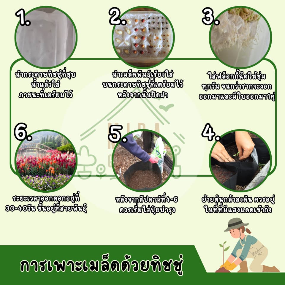 เมล็ดพันธุ์ พริกประดับ 7 สี บรรจุ 50 เมล็ด รูปที่ 6