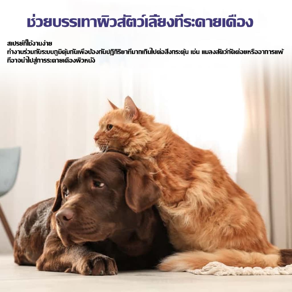 สเปรย์กำจัดเห็บ น้ำยากำจัดเห็บหมัด สเปรย์กำจัดเห็บหมัด ยาฆ่าเห็บหมัด สูตรพืช กำจัดเห็บหมัดสุนัข บรรจุ 120ml รูปที่ 7