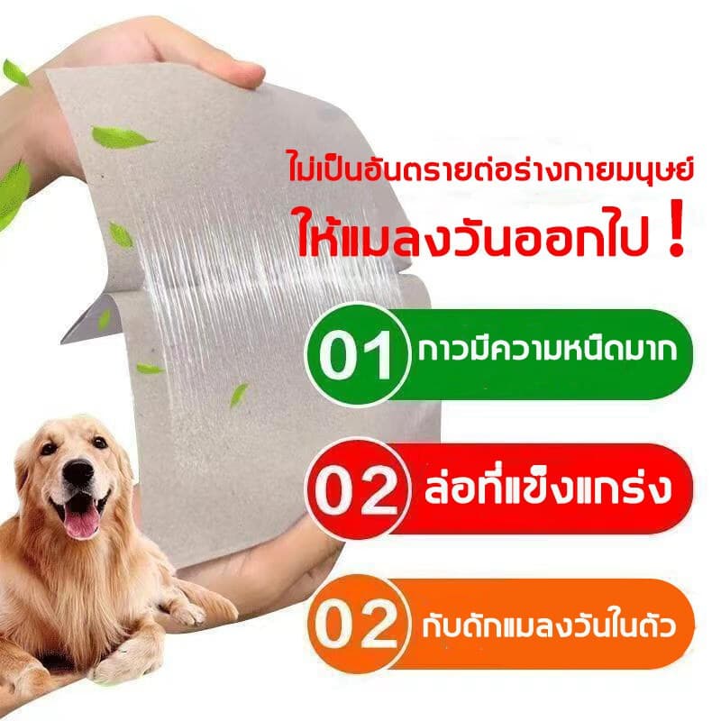 จับแมลงวัน1000ตัวได้ กาวดักแมลงวัน ที่ดักแมลงวัน แผ่นติดแมลงวัน กาวติดแมลงวัน แผ่นดักแมลงวัน ดักแมลงว รูปที่ 4