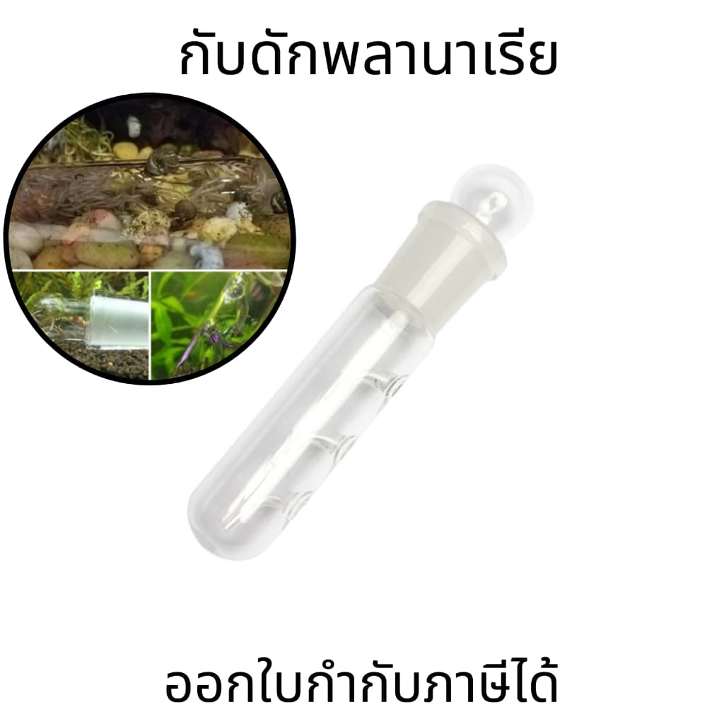 หลอดแก้วดักพลานาเรีย กับดักพลานาเรีย Planaria Trap สำหรับตู้กุ้ง ตู้ปลา ตู้ไม้น้ำ สำหรับกำจัดพลานาเรียในตู้ปลา รูปที่ 1