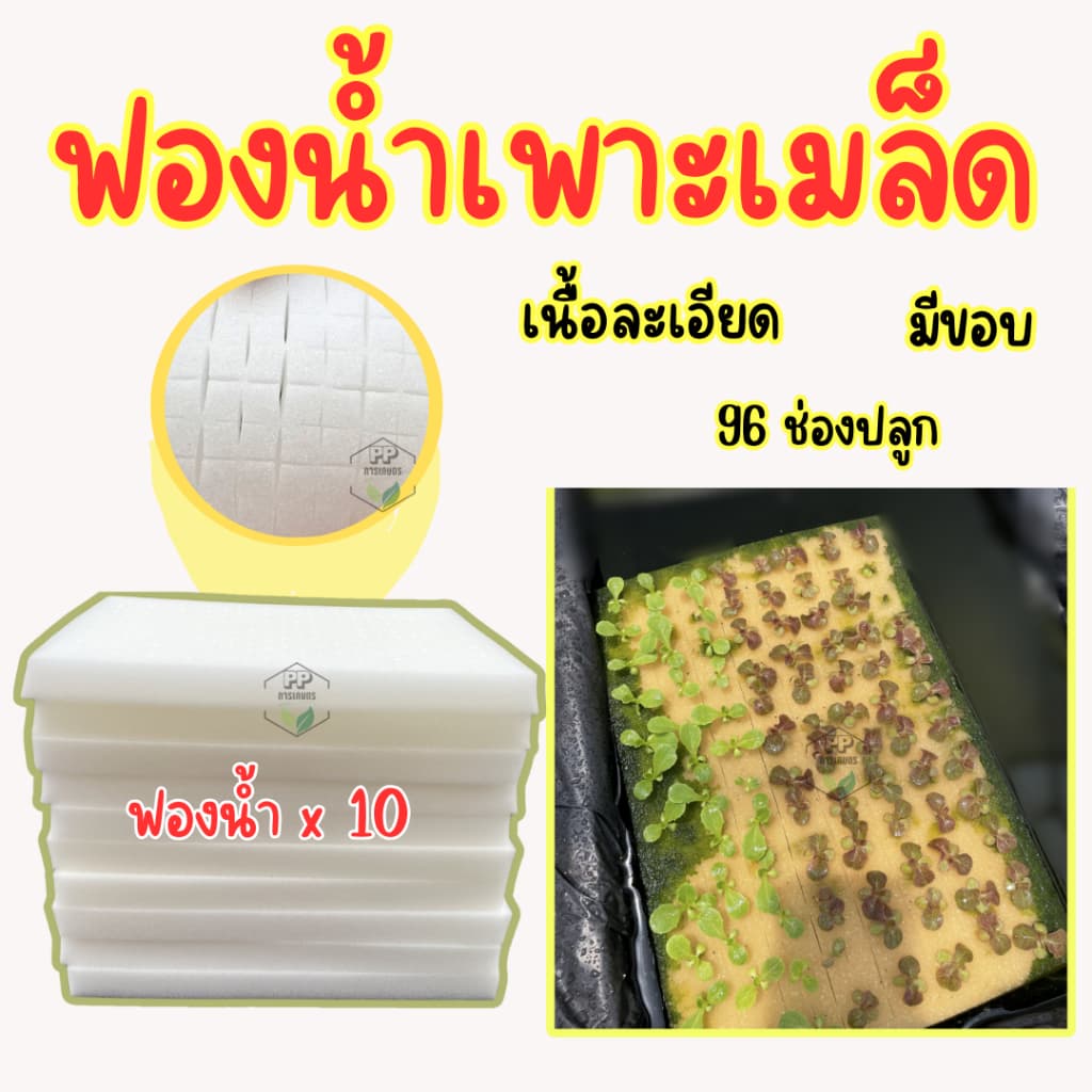 ฟองน้ำเพาะเมล็ด ฟองน้ำเพาะผักไฮโดรโปนิกส์ ผักสลัด ** 96 ช่องปลูก** เนื้อละเอียด แบบมีขอบ รูปที่ 3