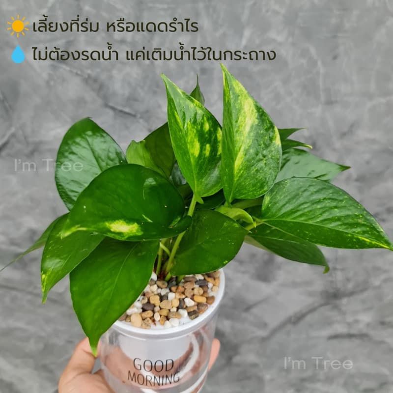 ต้นพลูด่าง พร้อมกระถางรดน้ำอัตโนมัติ แถมหินฟรี รูปที่ 2