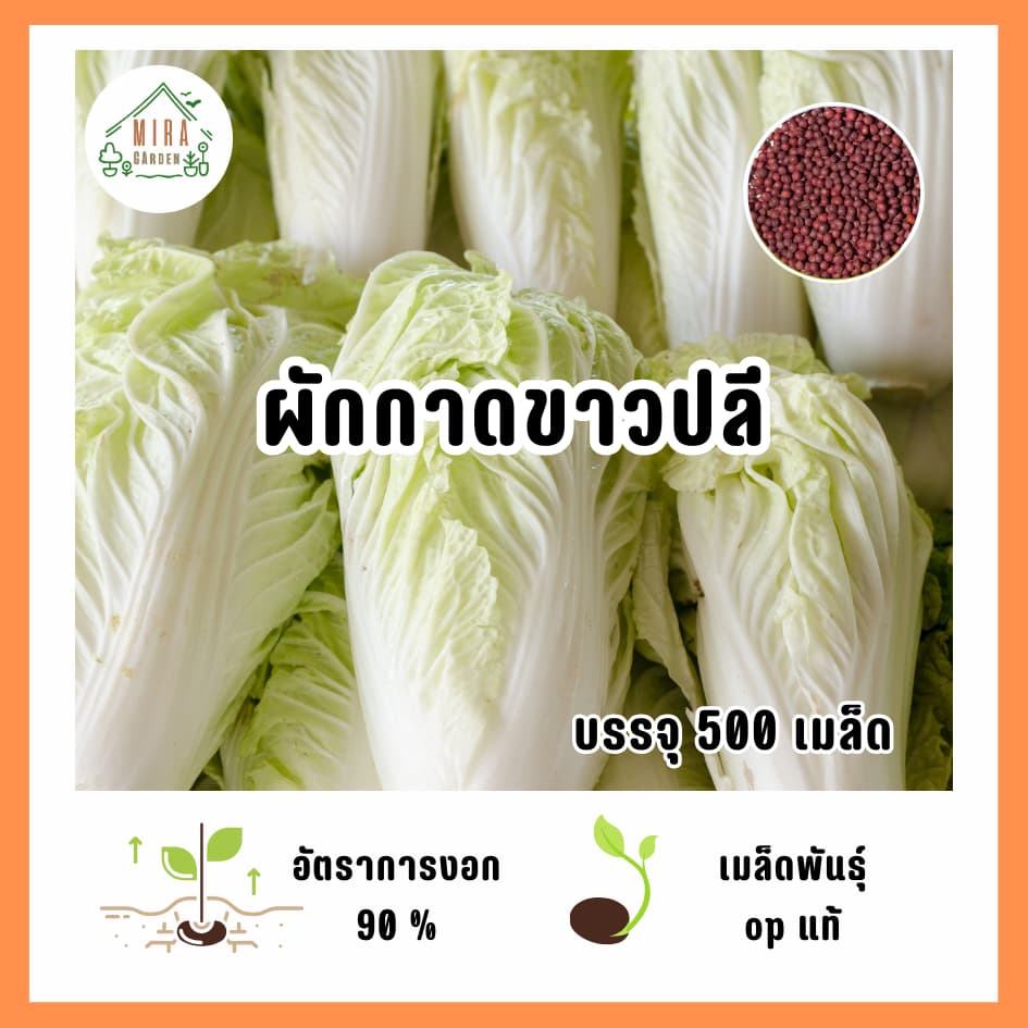 เมล็ดพันธุ์ผักกาดขาวปลี บรรจุ 500 เมล็ด รูปที่ 1