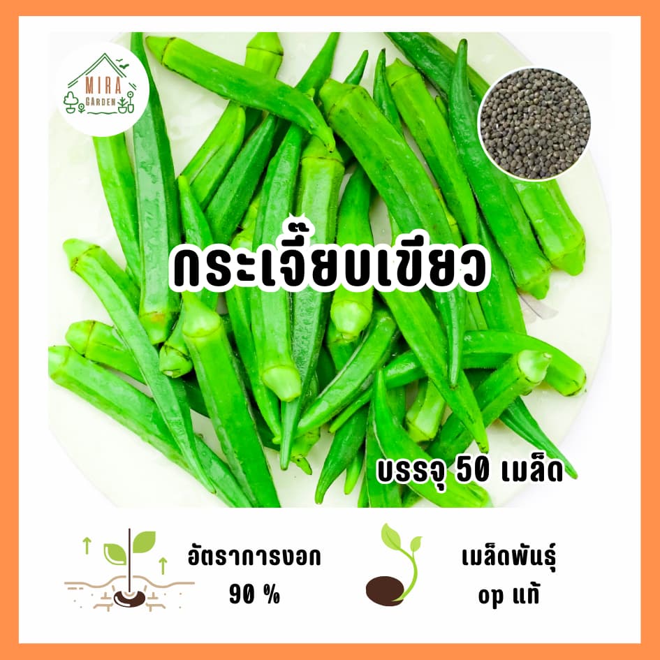 เมล็ดพันธุ์กระเจี๊ยบเขียว  บรรจุ 50 เมล็ด