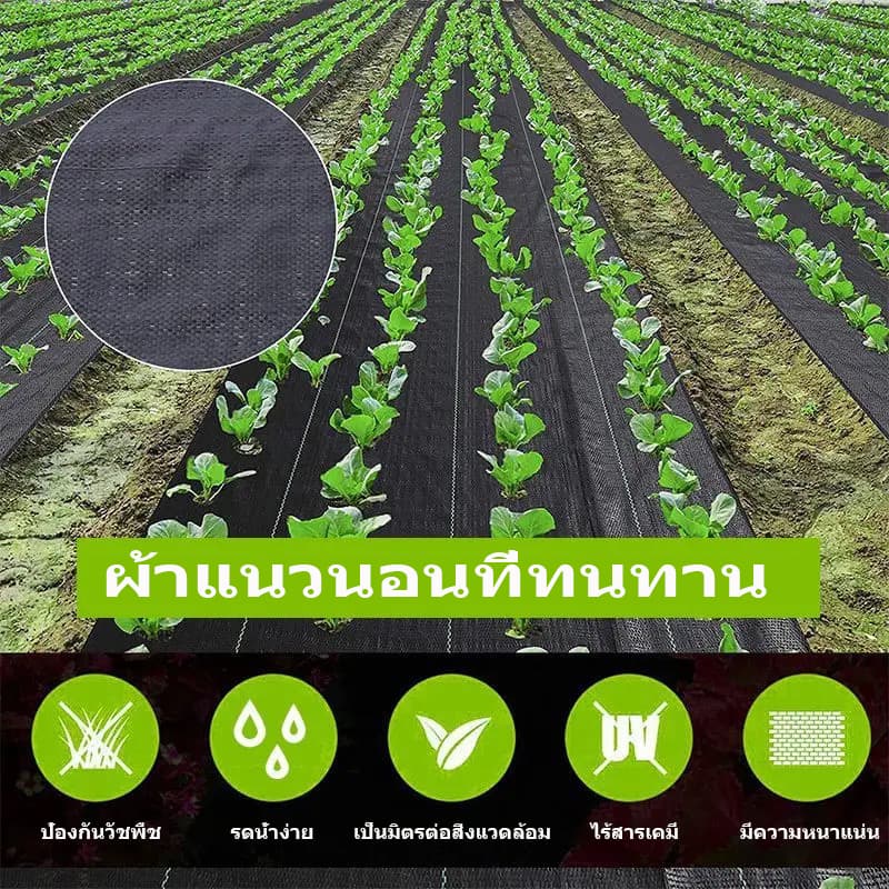 ผ้าคลุมหญ้า ผ้าคลุมดิน พลาสติกคลุมวัชพืช พราสติกคลุมดิน ผ้าคลุมวัชพืช คลุมวัชพืช น้ำซึมผ่านได้ 50 เมตร 100 เมตร รูปที่ 7