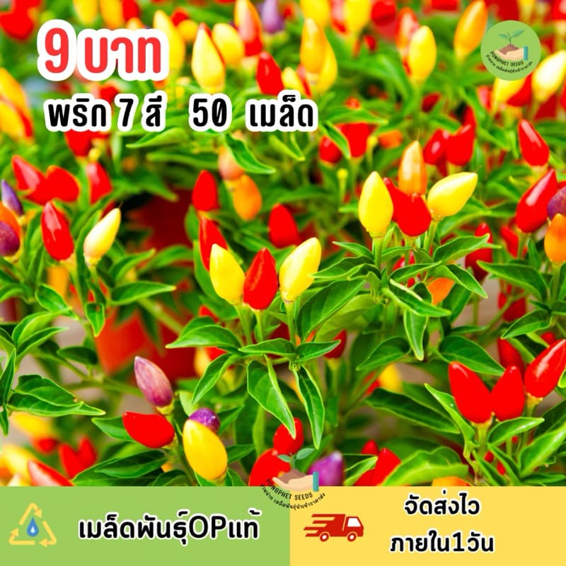 9 บาท เมล็ดพันธุ์ พริก7สี คละสี ทานได้