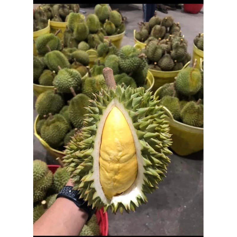 ยอดสั่งซื้อเยอะสุด! ทุเรียนหมอนแท้ ออแกรนิค 100% มีให้เลือกจะเลือกสวยๆให้น้ำหนักเลือกได้ เก็บเงินปลายทาง รูปที่ 2