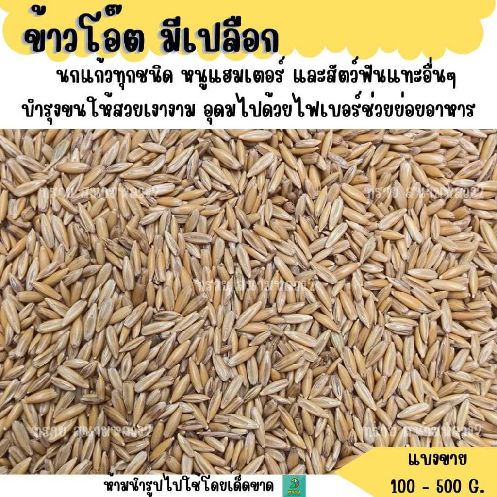 ข้าวโอ๊ต มีเปลือก อาหารนก และสัตว์ฟันแทะ รูปที่ 4
