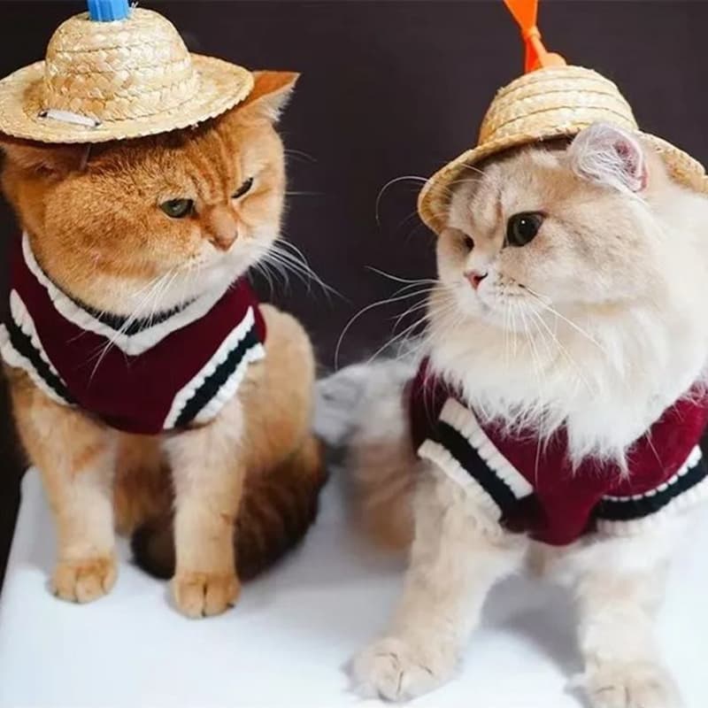 จ้าเสื้อสัตว์เลี้ยง ใส่สบาย ให้ความอบอุ่น เสื้อแมว เสื้อหมา ชุดแมว รูปที่ 7