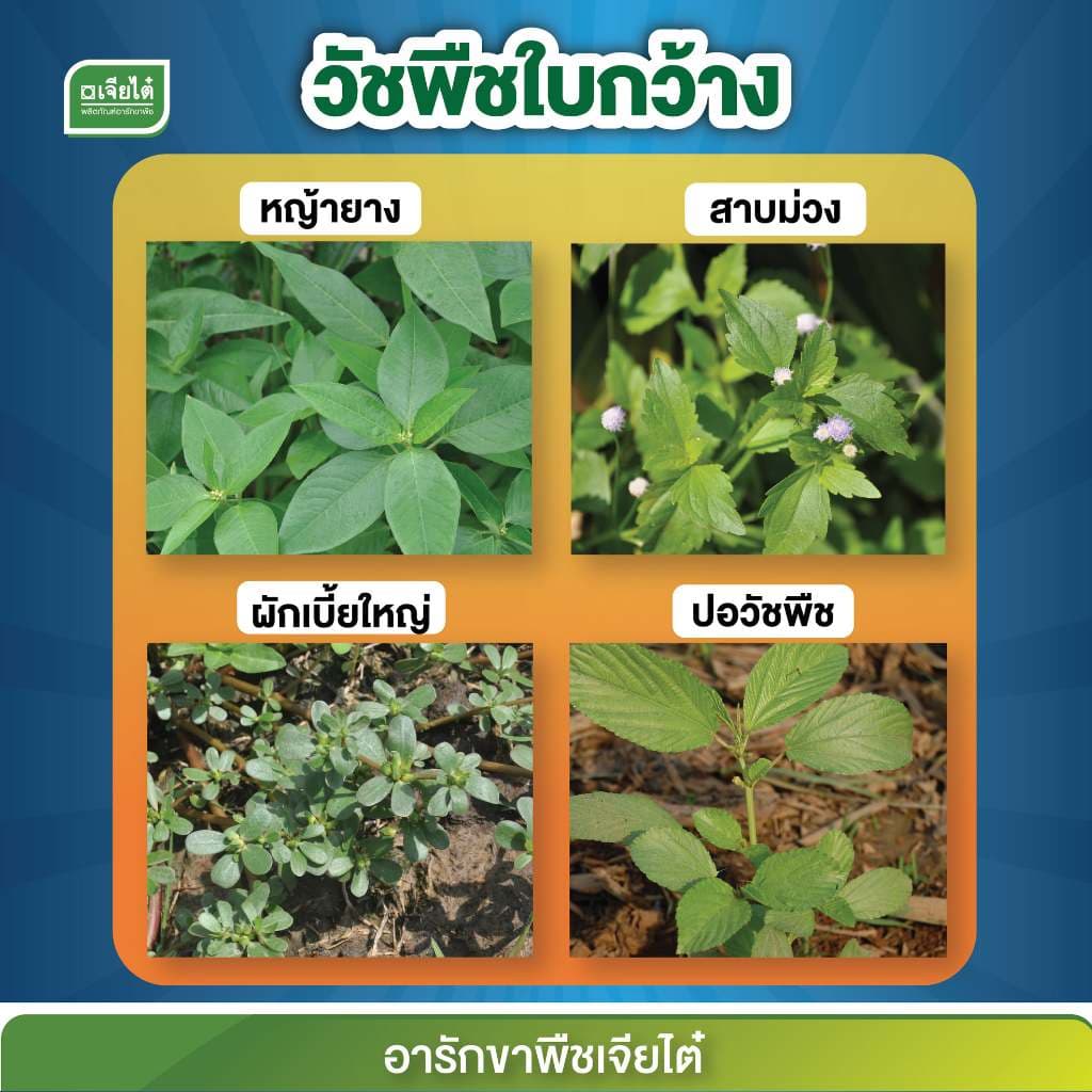 อาทราซีน 90% แบบเม็ด ทาซีแม็กซ์-โปร์ 900 กรัม ยาคุมหญ้าในไร่อ้อย ข้าวโพด ละลายง่าย รูปที่ 5