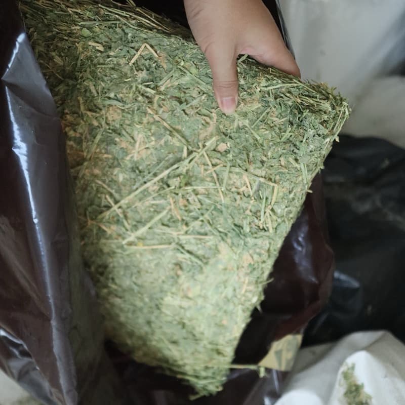 best 1stหญ้าเขียวๆอัลฟาฟ่าก้านใบ แบบปึก5กก และ25kg รูปที่ 4