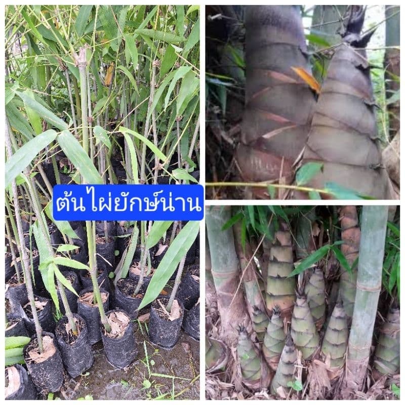 ต้นไผ่ยักษ์น่านแท้ หน่อขนาดใหญ่ รสชาติดีอร่อย รูปที่ 1