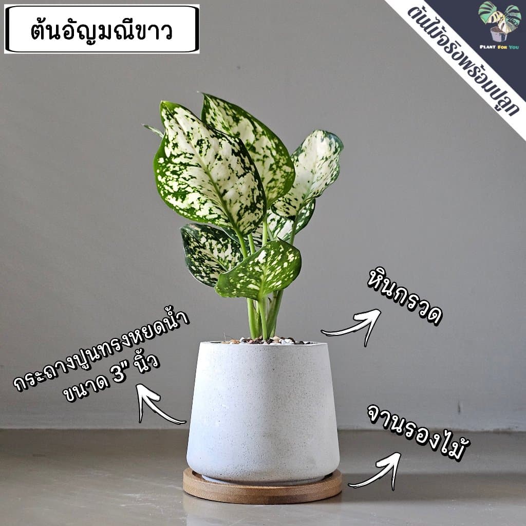 ต้นไม้มงคล/ต้นไม้ฟอกอากาศ พร้อมกระถางปูน3"นิ้ว ครบชุดพรอมปลูก วางโต๊ะทำงาน ประดับบ้าน/คอนโด/ร้าน/café/ออฟฟิศ/สำนักงาน รูปที่ 5