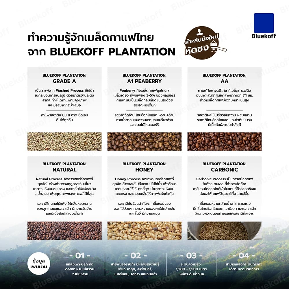 Bluekoff Plantation: Natural Carbonic เมล็ดกาแฟ ไทย อราบิก้า 100% Arabica 100% รูปที่ 6