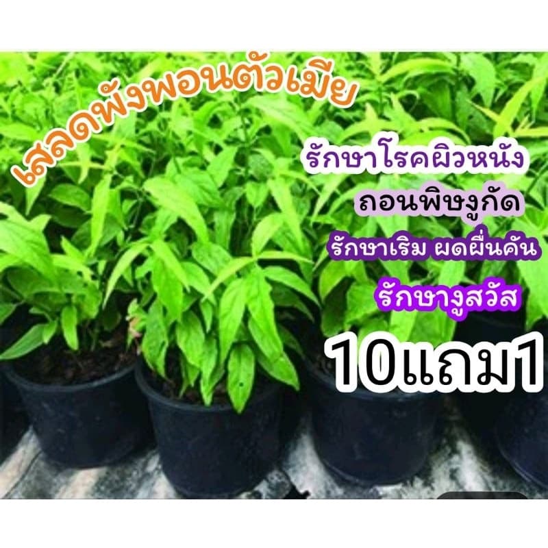 ต้นเสลดพังพอนตัวเมีย พญายอ ต้นไม้สมุนไพรไทย รักษา ผักสวนครัว ตำรับยาไทย จัดสวนแต่งบ้าน ดิน ปุ๋ย เมล็ดพืช กระถาง ต้นกล้า รูปที่ 1